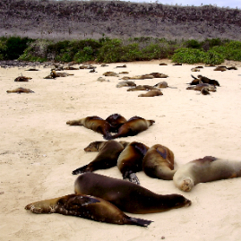 Galapagos_300809_4135