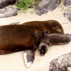 Galapagos_300809_4139