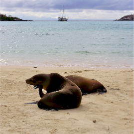 Galapagos_300809_4150