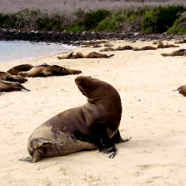 Galapagos_300809_4151