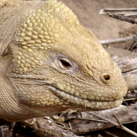 Galapagos_300809_4168