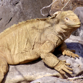 Galapagos_300809_4187