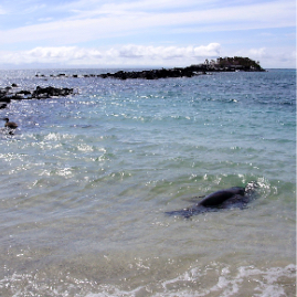 Galapagos_300809_4194