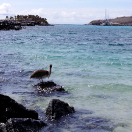 Galapagos_300809_4196