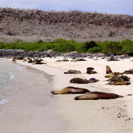 Galapagos_300809_4197