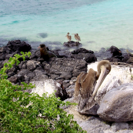 Galapagos_300809_4215