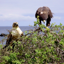 Galapagos_300809_4216