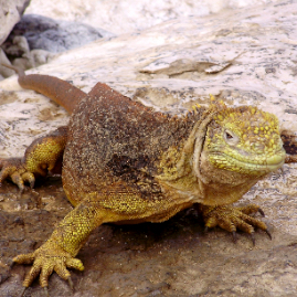 Galapagos_300809_4226