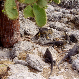 Galapagos_300809_4230