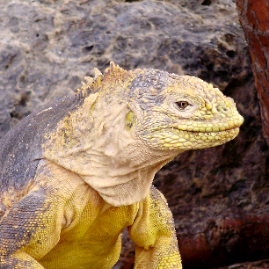 Galapagos_300809_4231