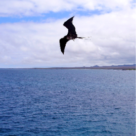 Galapagos_300809_4245