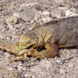 Galapagos_300809_4258