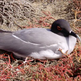 Galapagos_300809_4271