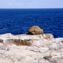 Galapagos_300809_4281