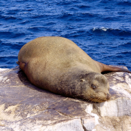 Galapagos_300809_4283