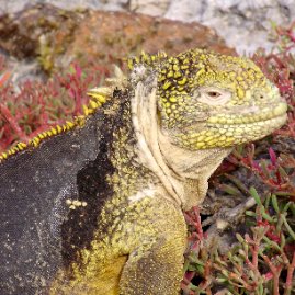 Galapagos_300809_4308