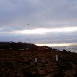 Galapagos_310809_4354