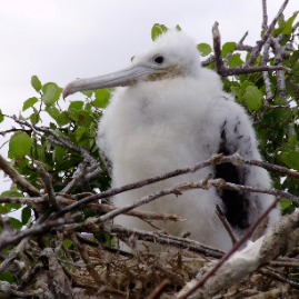 Galapagos_310809_4388