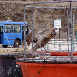 Galapagos_310809_4390