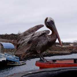 Galapagos_310809_4391